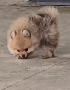 Purchase KCI Registered Toy Pomeranian  Puppy from  India